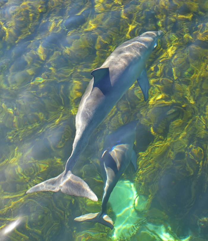 3febdolphins17 (34) - GALLERY.JPG